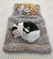 "Кошка с котенком" во Апшеронске